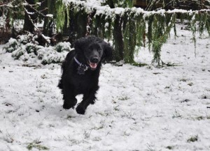 Photo of a dog playing in the snow